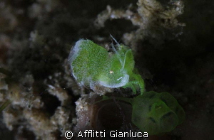 green shrimp...... by Afflitti Gianluca 